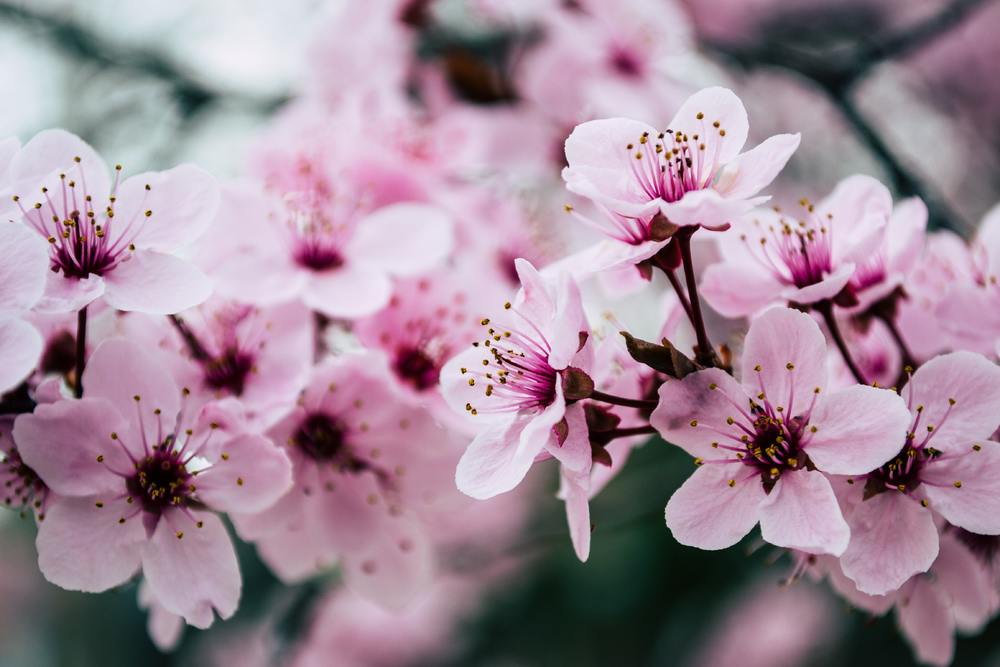 Le déménagement au printemps, la meilleure période ? 